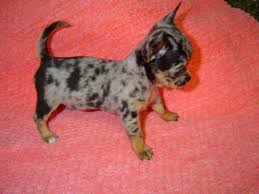 Chiweenie is not a purebred dog, but a cross between the chihuahua and the dachshund. Dapple Chihuahua Puppies For Sale Off 67 Www Usushimd Com