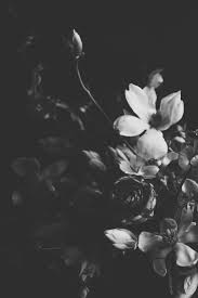 A parrot’s rainbow plumage or. 130 Black White Flowers Ideas Black And White Flowers Black And White Flowers