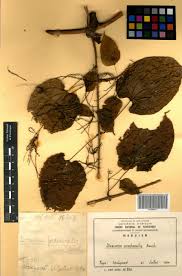 Image result for Dioscorea praehensilis