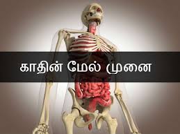 Tamil is the official language of the indian state of tamil nadu. à®®à®© à®¤ à®‰à®Ÿà®² à®² à®¤ à®µ à®¯ à®© à®± à®‡à®° à®• à®• à®® à®ªà®¯à®©à®± à®± à®‰à®Ÿà®² à®ª à®•à®™ à®•à®³ Nine Useless Human Body Parts Tamil Boldsky