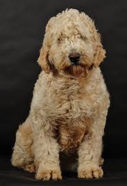 Goldendoodle Information Goldendoodle Dog Lovers Cute Dogs