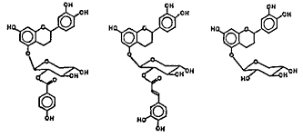 Image result for Viscum tuberculatum