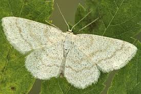 Image result for Scopula ternata