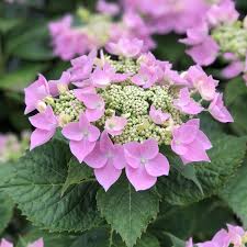 Plants also respond quickly when changing their bloom color from pink to rich blue with a sulfur soil additive. Hydrangea Lets Dance Starlight Buy Hydrangea Big Leaf Shrubs Online