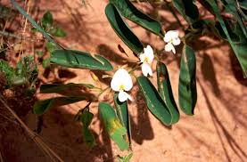 Image result for Baphia massaiensis