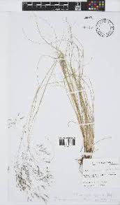 Image result for Sebaea longicaulis