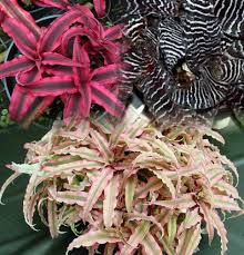 Earth Star Plant Cryptanthus Easy To Grow Houseplant Bromeliads Plants Cactus House Plants