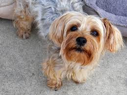 A Guide To Yorkie Grooming Hairstyles Canna Pet