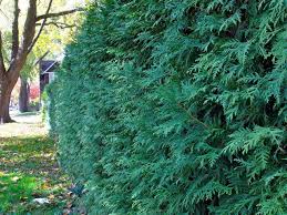 Hedging cedars are the most commonly planted tree in the pacific northwest. Tom Sons Cedar Trees Landscaping Home Facebook
