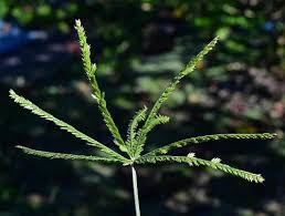 Image result for Eleusine africana