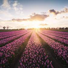 Flowers to go near me. Flower Fields Near Me The Best Uk Locations To See Flowers