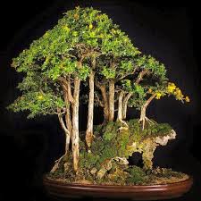 This makes them perfect for growing into the contours of rocks and dead wood. Learning How To Take Care Of Bonsai Tree Is An Obvious Action Of Your Interest This Miniature Tree Is Significant To M Bonsai Tree Bonsai Garden Bonsai Plants