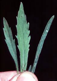 Image result for Conyza limosa