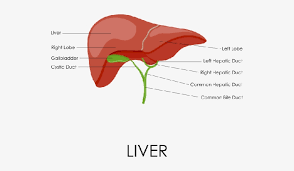 Through liver diagram we can also understand the liver anatomy and liver structure clearly. Liver Diagram Digestive System Png Image Transparent Png Free Download On Seekpng