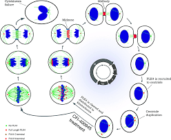 Cells regulate their cell cycle in two distinct ways: Schematic Diagram Illustrates Plk4 Distribution And Functions Download Scientific Diagram