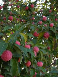 Kousa dogwood berries are edible (though not widely consumed by humans). Plantfiles Pictures Evergreen Dogwood Headed Flowered Dogwood Bentham S Cornel Himalayan Strawberry Tree Cornus Strawberry Tree Dogwood Trees Fruit Trees