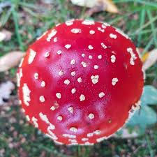 Vliegenzwam In Park Jocomo Lanaken Vliegenzwam Jocomo Lanaken