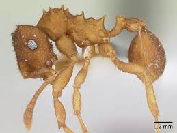 Image result for Anthericopsis