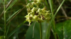 Image result for Hippocratea graciliflora