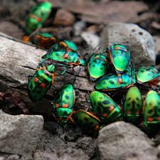 We did not find results for: Where Have All The Christmas Beetles Gone Flora Fauna