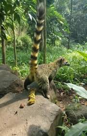 Image result for Coffea zanguebariae