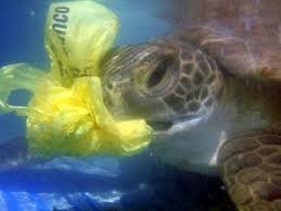 Pin By Cereplast Inc On Environmental Protection Ocean Pollution Save The Sea Turtles Plastic Pollution