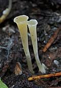 Image result for Multiclavula mucida