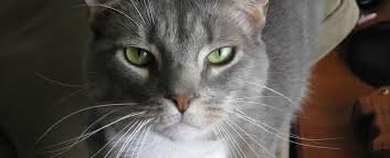 Small animal veterinary hospital in elmira heights. No Place Like Home At Home Mobile Veterinary Care