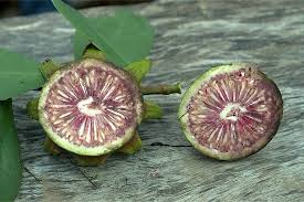 Image result for Sonneratia