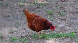 Though rhode island's coast stretches only 41 miles east to west as the crow flies. Rhode Island State Bird Rhode Island Red Hen