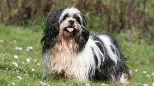 Lhasa Apso Price Temperament Life Span