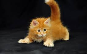 Pin On Cats