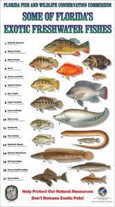 Florida saltwater fishing regulations quick chart. 51 Printable Fish Identification Charts Freshwater Fish Fish Florida Fish
