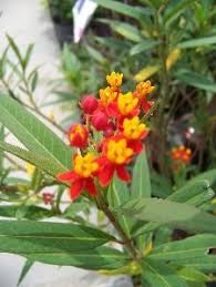 Milkweed Plants Milkweed Butterfly Plants