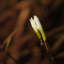 Image result for Blyxa aubertii