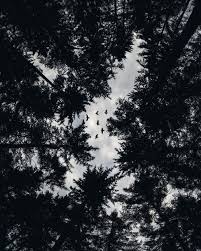 Page 3 for forest wallpapers in ultra hd or 4k. 80 000 Best Dark Forest Photos 100 Free Download Pexels Stock Photos