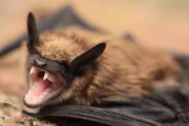 Image result for Bat Bite