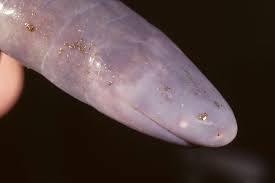 Any of a group of burrowing amphibians (order gymnophiona or apoda) that resemble earthworms or snakes. Caecilian San Diego Zoo Animals Plants