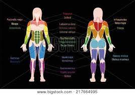 Diagram of female back basic electronics wiring diagram. Muscle Chart Most Vector Photo Free Trial Bigstock
