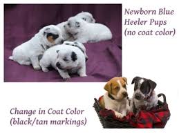 Black Australian Cattle Dog Blue Heeler Newborn Blue Heeler Puppy Blue Heeler Blue Heeler Puppies Heeler