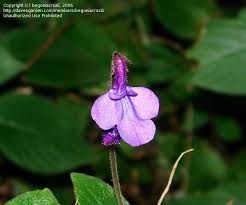 Image result for Streptocarpus glandulosissimus
