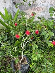 Image result for Fabaceae subfamily Mimosoideae