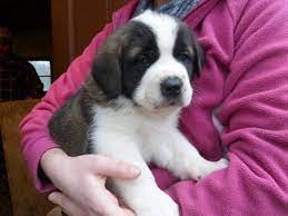 Litter Of 9 Saint Bernard Puppies For Sale In Medina Oh Adn 23779 On Puppyfinder Com Gender Male S And Fema St Bernard Puppy Puppies For Sale Saint Bernard