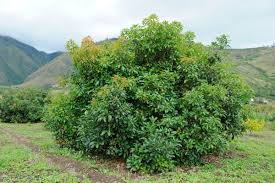 Both types produce pollen and are receptive to pollination, but at different times of the day. Avocado Tree Not Growing Fruit Thriftyfun