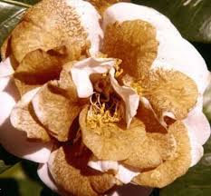 This is a disease called camellia dieback. Camellia Flower Blight Control Of Flower Blight