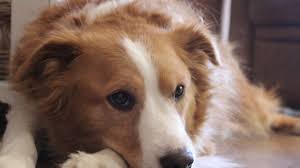 We did not find results for: The List Truth About Pet Food