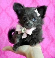 The cheapest offer starts at £1,100. Cassie S Closet Teacup Chihuahua Cute Animals Baby Dogs