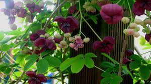 Prune in the summer after the blooms fade. Partial Shade Vines For Your Garden Craftsy