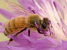 Sage has magnificent blue or purple flowers. Lola Canola S Sage Advice Planting For Bees Edmonton Horticultural Society