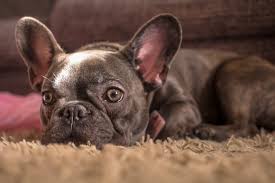 With their breeder, waiting for you! Do French Bulldogs Get Cold At Night French Bulldog Breed